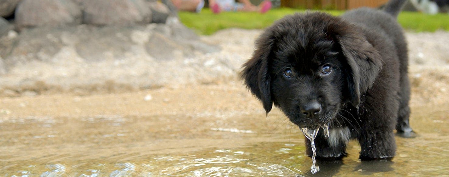 Dog Names Ending in na Popular Male and Female Names Wag!